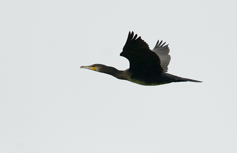 Storskarv - Great Cormorant (Phalacrocorax carbo) .jpg